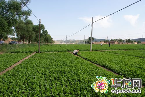 宁夏西吉芹菜“南下”重庆，亲，你吃过没？