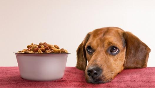 高端宠物食品品牌Babypet完成近千万元天使轮融资