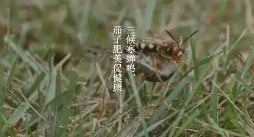 今日立秋：躲过白日艳阳看繁霜洒在野花草上