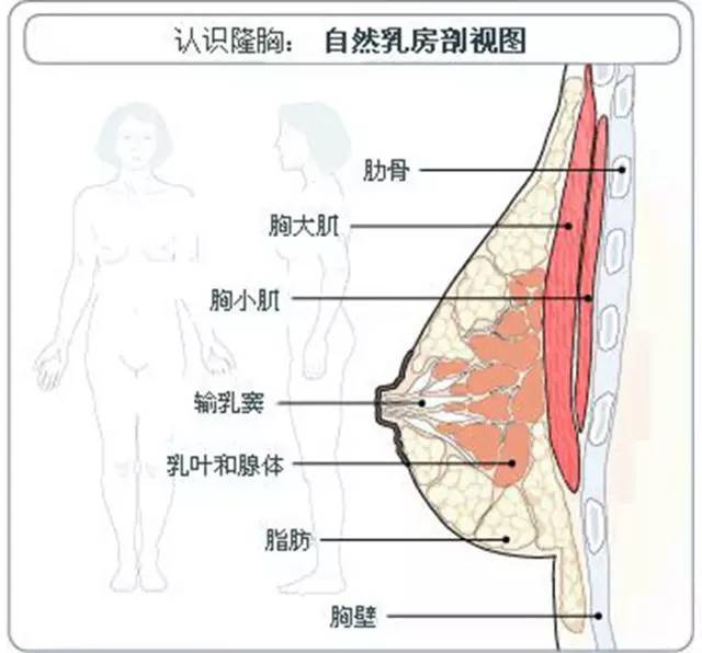 男票按摩胸会变大？这些丰胸谣言，谁信谁傻！