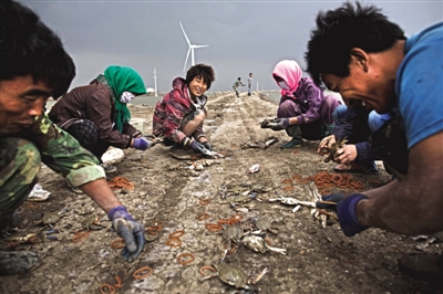 大雨将至，渤海边的蟹池旁，蟹农们不慌不忙地收绑梭子蟹。