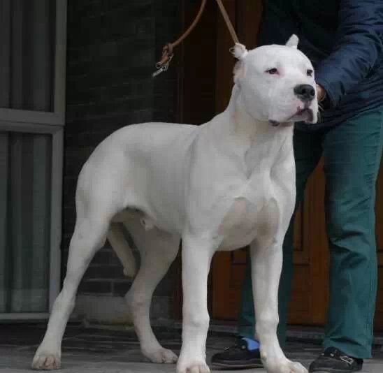 金川三个月纯种杜高犬犬舍