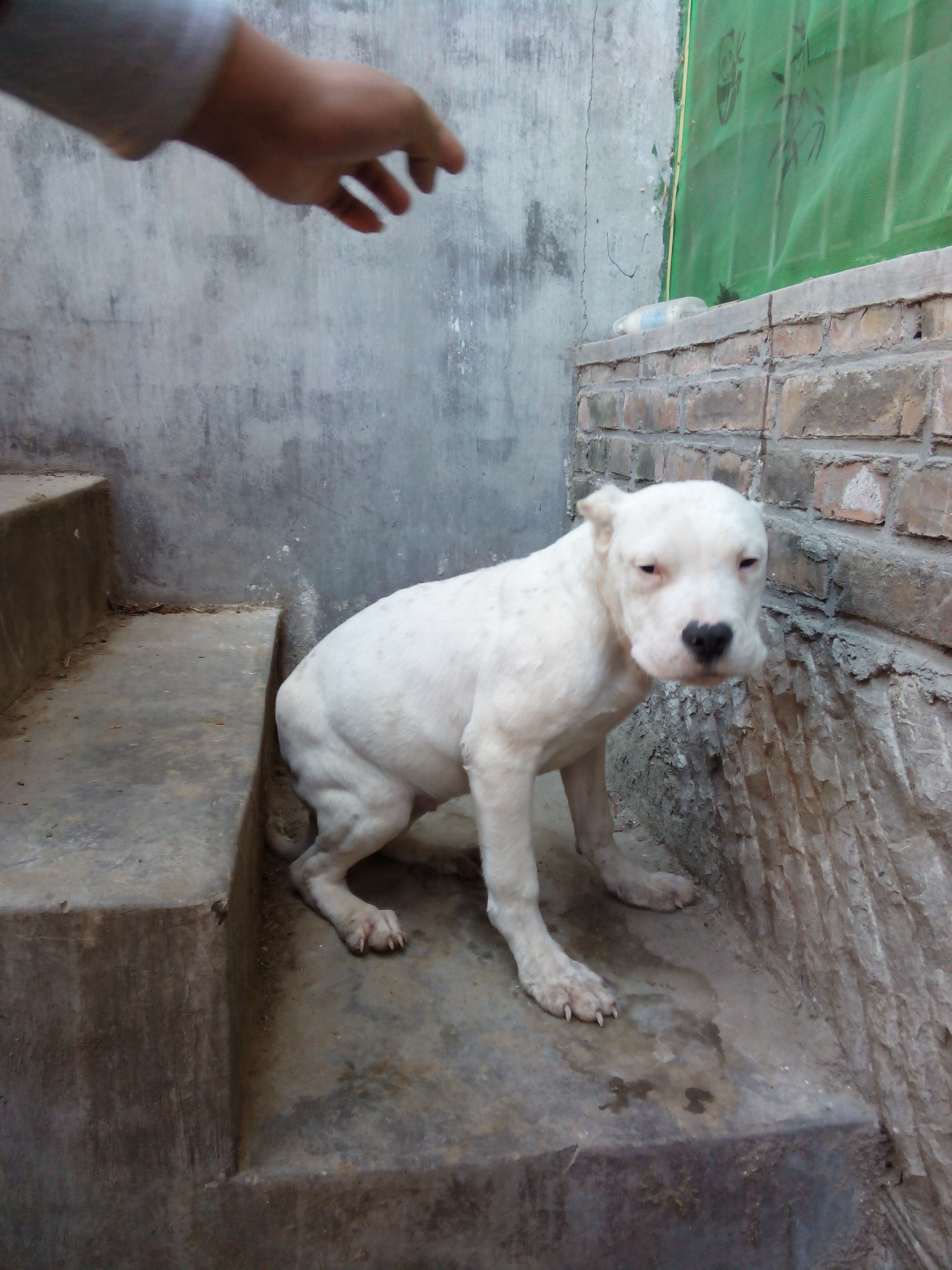 金川三个月纯种杜高犬犬舍