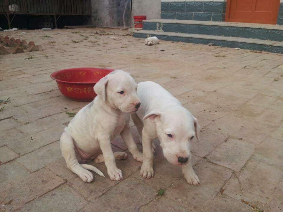 金川三个月纯种杜高犬犬舍