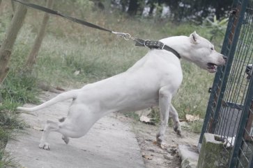 淮北纯种杜高犬多少钱一只