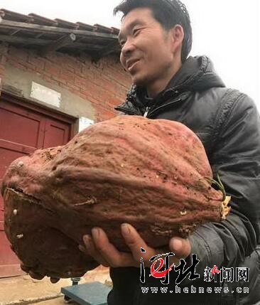 惊呆了！近15公斤重巨无霸红薯横空出世 怎么吃最好