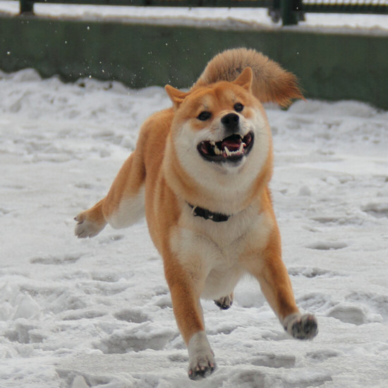 广州小柴犬价格