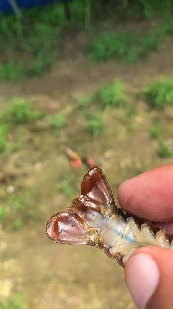 多地小龙虾尾部出现水泡， 死亡严重！养殖户要小心！