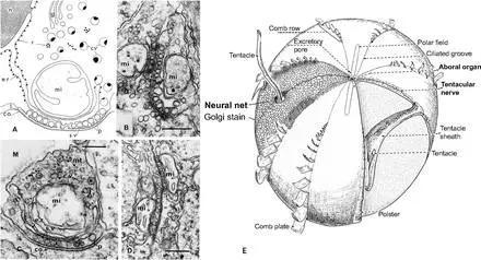 （A-D）栉水母的神经元突触示意图，（E）栉水母皮下神经概略图。图源：biologists