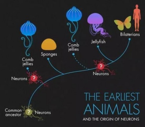 科学家们仍在为栉水母在动物进化树上的正确位置而争论不已。最新的基因研究证据暗示着栉水母的祖先可能是最早脱离其他动物独立发展的。但其他的研究者们仍认为海绵可能才是最早的。科学家们同样在神经元的起源这一问题上持有不同意见。神经元在所有动物的祖先中便已存在吗？还是它们一度在栉水母中演变出来，又在水母与两侧对称动物（Bilateria）的祖先中再次出现？Olena Shmahalo / Quanta杂志