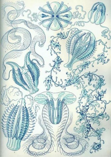 恩斯特·海克尔（Ernst Haeckel）1904年的《自然界的艺术形式》中的栉水母。图源：维基