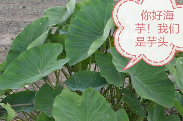 “芋艿”吃了就中毒？真相让人吓一跳