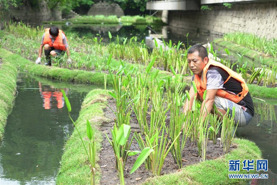 福州构建内河水系生态修复链 提升河水自净能力