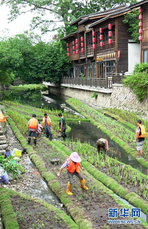 福州构建内河水系生态修复链 提升河水自净能力