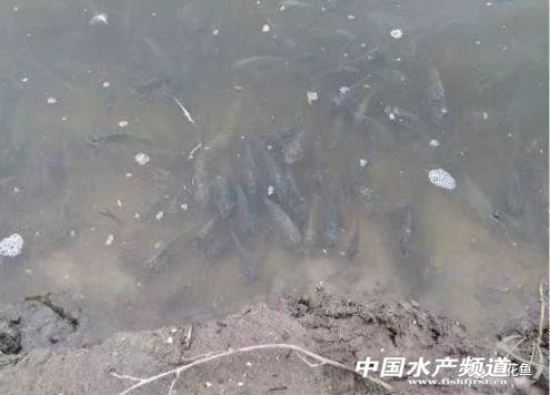 鱼儿有时无明确原因死亡---三毛金藻可引起低温时节鱼类的大量死亡